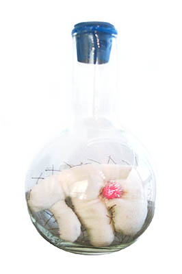 Asterias Bumpus, sculpture, Fabric, thread, and stuffing in glass boiling flask - Ayin Es