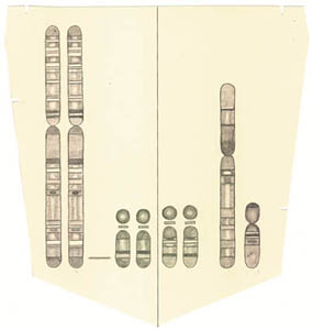Pocket of DNA, drawing, Pencil on manila paper - Ayin Es
